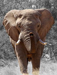 Researchers have discovered a cancer resistant gene in elephants